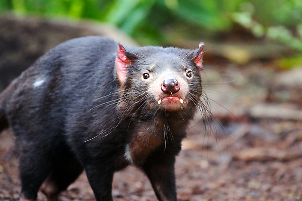 포토 JPG 해외이미지 동물 응시 얼굴 섬 수염 털 종류 서기 앉기 사람없음 머리 검은색 행운 호주 치아 위험 큼 악마 코 육식 멸종 남쪽 공격적 해외포토 시선 컬러 컨셉 모션 신체부위 소화기관 오세아니아 크기 방향 파일형식 이미지허브