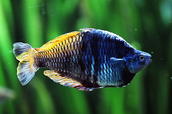 포토 JPG 해외이미지 바다 무지개 어류 사람없음 물 수중 수영 수족관 해외포토 자연요소 수중동물 수상스포츠 파일형식 이미지허브