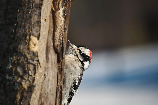 포토 JPG 해외이미지 나무 동물 한마리 야생동물 겨울 자연 조류 사람없음 야외 가로 컬러풀 사진촬영 수유 해외포토 식물 1 계절 컬러 촬영 생태계 파일형식 이미지허브