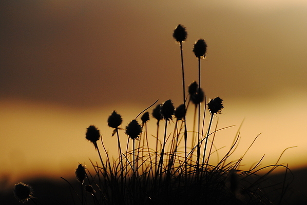 포토 JPG 해외이미지 꽃 사람없음 빛 해외포토 식물 파일형식 이미지허브