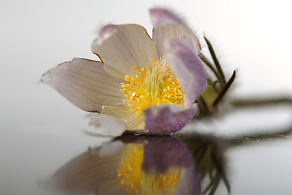 포토 JPG 해외이미지 식물 꽃 여행 캐나다 자연 사람없음 가로 디지털 봄 들꽃 시골 해외포토 계절 북아메리카 생태계 파일형식 이미지허브