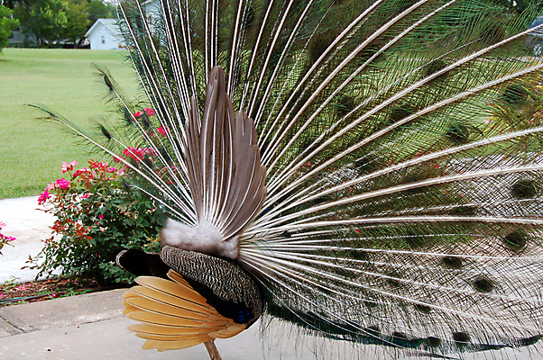 포토 JPG 해외이미지 동물 공원 남자 야생동물 날개 자연 조류 동물원 동양인 사람없음 장식 초록색 뷰티 춤 우아함 공작 유혹 깃털 꼬리 부리 꿩 해외포토 공공시설 컬러 컨셉 문화예술 사람 인종 생태계 파일형식 이미지허브