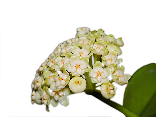 포토 JPG 해외이미지 식물 꽃잎 꽃 별 줄기 꽃무늬 자연 사람없음 뷰티 벚꽃 흰색 꽃술 신선 개화 묘사 샹들리에 내추럴 왁스 해외포토 자연요소 컬러 무늬 조명 생태계 파일형식 이미지허브