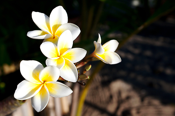 포토 JPG 해외이미지 식물 꽃잎 꽃 꽃무늬 자연 열대 사람없음 컬러풀 노란색 정원 흰색 황금 하와이 발리 태평양 남쪽 마다가스카르 이국적 알로하 해외포토 바다 컬러 섬 무늬 미국 인사 방향 생태계 인도네시아 파일형식 이미지허브