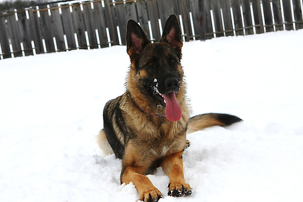 포토 JPG 해외이미지 동물 척추동물 1 응시 얼굴 백그라운드 포유류 휴식 경비 앉기 성인 사람없음 반려동물 갈색 머리카락 검은색 코트 흰색 수비 양치기 경찰 개 선탠 큼 슛 경호원 노려봄 송곳니 고립 기르기 동반자 복종 유래 충실 해외포토 직업 시선 컬러 컨셉 모션 표정 안전 사람 신체부위 머리 외투 치아 보호 크기 돌봄 파일형식 이미지허브