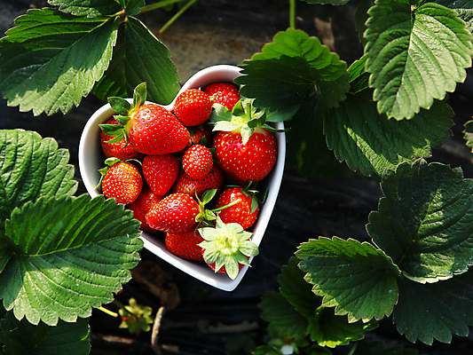 포토 JPG 해외이미지 그릇 자연 딸기 나뭇잎 사람없음 하이앵글 하트 신선 해외포토 모양 식기 뷰포인트 잎 과일 생태계 파일형식 이미지허브