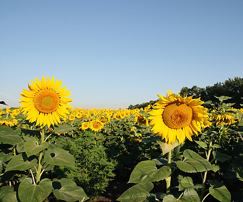 포토 JPG 해외이미지 주간 꽃밭 해바라기 풍경 초원 사람없음 야외 여름 해외포토 자연요소 계절 꽃 파일형식 이미지허브