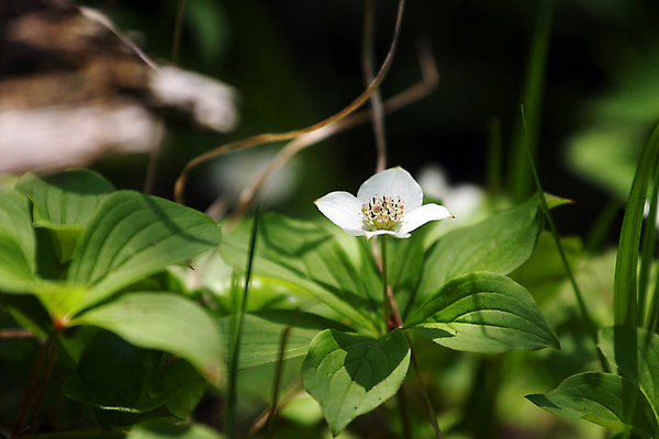 포토 JPG 해외이미지 식물 계절 꽃잎 꽃 잎 꽃무늬 자연 사람없음 야외 초록색 정원 봄 성장 벚꽃 개화 해외포토 컬러 무늬 생태계 파일형식 이미지허브