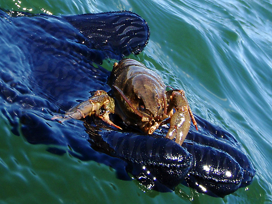 포토 JPG 해외이미지 손 호수 장갑 자연 풍경 사람없음 물 러시아 지역 암 해외포토 자연요소 잡화 유럽 신체부위 질병 생태계 파일형식 이미지허브