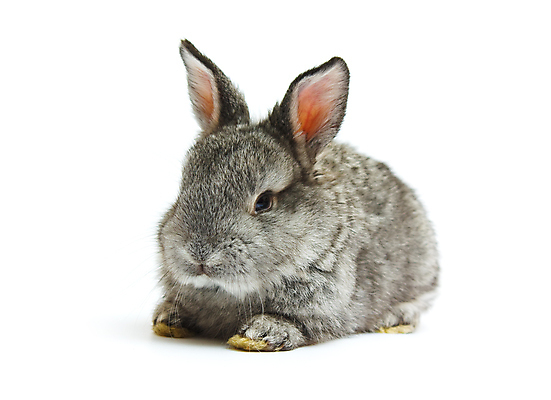 포토 JPG 해외이미지 동물 행복 백그라운드 크리스마스 휴가 새로움 사람없음 회색 흰색 연도 고립 생존 해외포토 기념일 감정 컬러 컨셉 파일형식 이미지허브