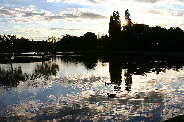 포토 JPG 해외이미지 나무 식물 실루엣 호수 이동 패턴 자연 조류 하늘 오리 사람없음 물 파란색 검은색 수영 황혼 일몰 줄무늬 덩어리 설정 동물상 해외포토 자연요소 동물 컬러 컨셉 무늬 촬영기법 조형물 노을 수상스포츠 생태계 파일형식 이미지허브