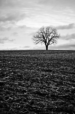 포토 JPG 해외이미지 나무 1 밭 자연 하늘 흑백 사람없음 야외 농장 가을 고독 싱글 해외포토 식물 계절 감정 농업 촬영기법 생태계 파일형식 이미지허브