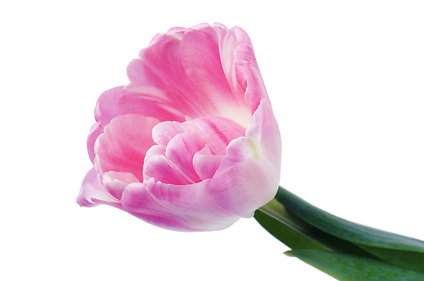 포토 JPG 해외이미지 식물 1 계절 꽃잎 꽃 문화 줄기 분홍색 백그라운드 잎 꽃무늬 자연 휴가 발렌타인데이 선물 사랑 이벤트 사람없음 빨간색 세로 초록색 컬러풀 뷰티 침묵 봄 튤립 벚꽃 신선 우아함 꽃집 심볼 오브젝트 네덜란드 싱글 심플 고립 완벽 해외포토 감정 유럽 컬러 컨셉 무늬 데이이벤트 상점 소리 생태계 파일형식 이미지허브