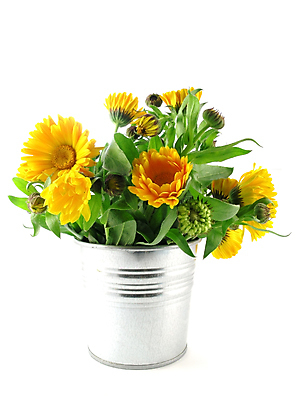 포토 JPG 해외이미지 식물 꽃 오렌지 자연 사람없음 노란색 가을 개화 꽃집 데이지 냄새 해외포토 계절 컬러 과일 상점 생태계 파일형식 이미지허브