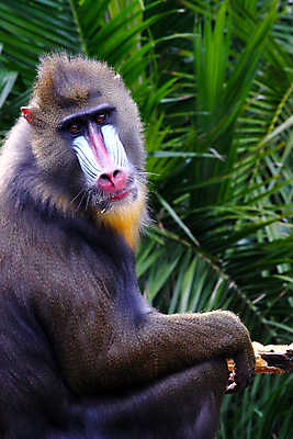 포토 JPG 해외이미지 동물 응시 얼굴 포유류 가족 자연 수염 털 사람없음 컬러풀 마주보기 원숭이 열대우림 손목시계 스핑크스 서식지 동물상 카메룬 콩고 해외포토 시선 시계 컬러 장신구 관계 모션 아프리카 이집트 신체부위 조형물 숲 생태계 파일형식 이미지허브