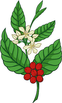 EPS 해외이미지 나무 식물 꽃 커피 잎 일러스트 콩 빨간색 초록색 농작물 나뭇가지 해외일러스트 음료 컬러 농업 곡류 파일형식 벡터 이미지허브