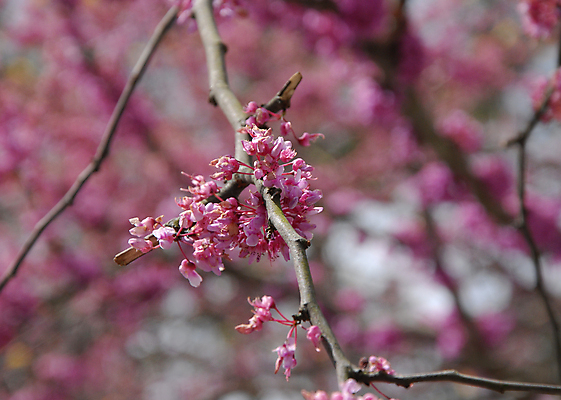포토 JPG 해외이미지 나무 식물 꽃 분홍색 백그라운드 꽃무늬 자연 사람없음 뷰티 봄 신선 해외포토 계절 컬러 무늬 생태계 파일형식 이미지허브
