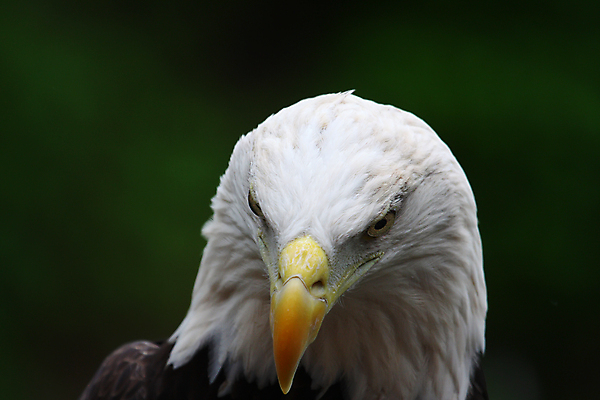 포토 JPG 해외이미지 주간 야생동물 사람없음 야외 옆모습 자신감 독수리 흰머리독수리 해외포토 자연요소 동물 감정 뷰포인트 조류 파일형식 이미지허브