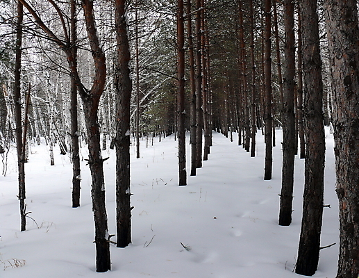 포토 JPG 해외이미지 백그라운드 겨울 아침 사람없음 목재 회색 흰색 소나무 티켓 숲 서리 전나무 자작나무 선로 제설기 해외포토 주간 나무 계절 컬러 재료 제설 파일형식 이미지허브