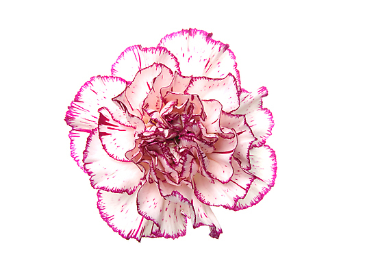 포토 JPG 해외이미지 꽃 사람없음 카네이션 해외포토 식물 파일형식 이미지허브