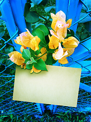 포토 JPG 해외이미지 꽃 출입구 사랑 사람없음 초록색 파란색 울타리 노란색 쪽지 메시지 고독 편지 다발 출발 싱글 대문 통나무 바둑 패드 삭제 떠남 조언 해외포토 나무 식물 감정 컬러 컨셉 모션 놀이 담장 문 파일형식 이미지허브