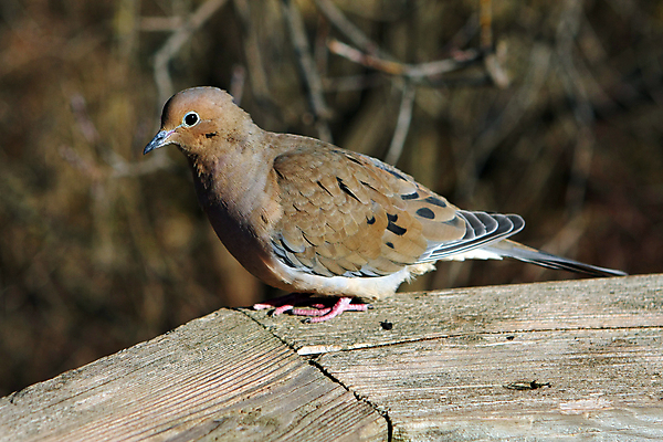 포토 JPG 해외이미지 나무 동물 1 야생동물 백그라운드 날개 자연 조류 아침 앉기 사람없음 야외 목재 울타리 평화 회색 나뭇가지 둥지 선탠 깃털 질감 비둘기 부리 애도 동물상 해외포토 주간 식물 컬러 컨셉 재료 모션 담장 조형물 생태계 파일형식 이미지허브