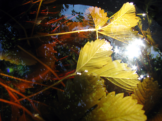 포토 JPG 해외이미지 식물 백그라운드 잎 꽃무늬 자연 벽지 하늘 딸기 날씨 사람없음 물 여름 햇빛 태양 뷰티 반사 맑음 어둠 거울 가을 해외포토 자연요소 계절 꽃 무늬 과일 생태계 파일형식 이미지허브