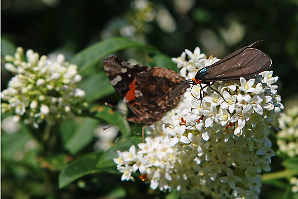 포토 JPG 해외이미지 식물 동물 꽃잎 꽃 야생동물 분홍색 곤충 잎 절지류 날개 자연 생물 안테나 사람없음 빨간색 초록색 여름 뷰티 갈색 정원 검은색 봄 벚꽃 흰색 닫기 벌레 야간 큼 모피 묘사 스핑크스 나방 내추럴 해외포토 자연요소 계절 컬러 통신 모션 이집트 크기 생태계 파일형식 이미지허브
