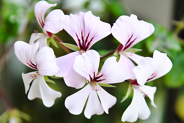 포토 JPG 해외이미지 식물 꽃 자연 사람없음 제라늄 해외포토 생태계 파일형식 이미지허브