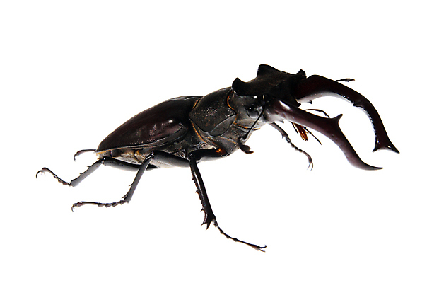 포토 JPG 해외이미지 야생동물 과학 곤충 백그라운드 자연 사슴 사람없음 스터디 갈색 환경 검은색 흰색 큼 수집 딱정벌레 박물관 생물학 턱 내추럴 고립 생태학 수집가 완벽 해외포토 동물 직업 교육 컬러 컨셉 포유류 학습 크기 생태계 파일형식 이미지허브