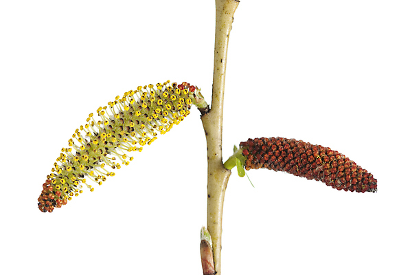 포토 JPG 해외이미지 나무 식물 꽃 줄기 자연 사람없음 빨간색 노란색 봄 나뭇가지 개화 버드나무 흰배경 꽃가루 해외포토 계절 컬러 백그라운드 흰색 가루 생태계 파일형식 이미지허브