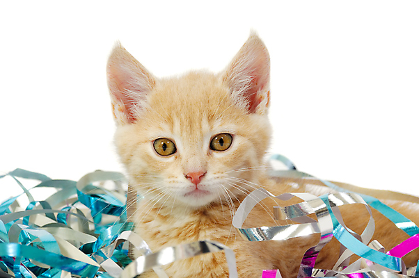 포토 JPG 해외이미지 동물 응시 얼굴 포즈 백그라운드 컨셉 오렌지 장난 놀이 새해 사람없음 빨간색 반려동물 컬러풀 파티 머리 고양이 줄무늬 흰색 표현 생일 고리 기다림 달콤 작음 활 싱글 꽃가루 부드러움 솜털 노려봄 관심 동물상 솔깃 해외포토 시선 기념일 컬러 무늬 과일 포유류 모션 표정 이벤트 신체부위 조형물 감각 맛 크기 가루 파일형식 이미지허브