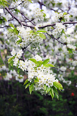 포토 JPG 해외이미지 나무 식물 계절 꽃 과일 자연 사람없음 정원 봄 개화 체리 해외포토 생태계 파일형식 이미지허브