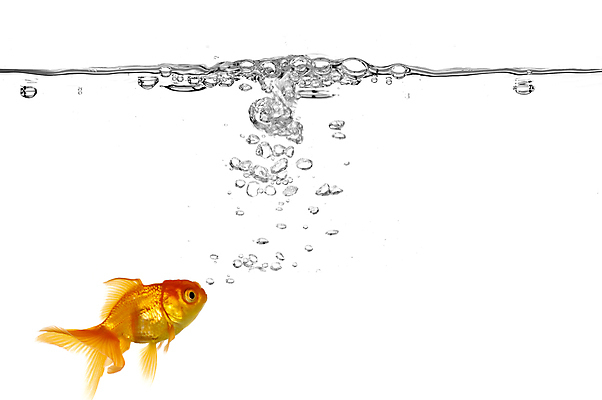 포토 JPG 해외이미지 동물 바다 컨셉 오렌지 모션 자연 천사 어류 사람없음 빨간색 물 반려동물 컬러풀 수중 수영 거품 흰색 물방울 신선 액체 황금 떨어짐 금붕어 탱크 수족관 내추럴 동물상 순간 스플래쉬 해외포토 자연요소 컬러 과일 조형물 수중동물 수상스포츠 생태계 파일형식 이미지허브