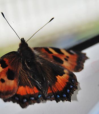 포토 JPG 해외이미지 나비 곤충 사람없음 정원 해외포토 동물 파일형식 이미지허브