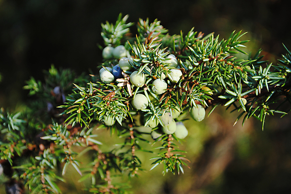 포토 JPG 해외이미지 식물 사람없음 초록색 나뭇가지 숲 향나무 해외포토 나무 컬러 파일형식 이미지허브