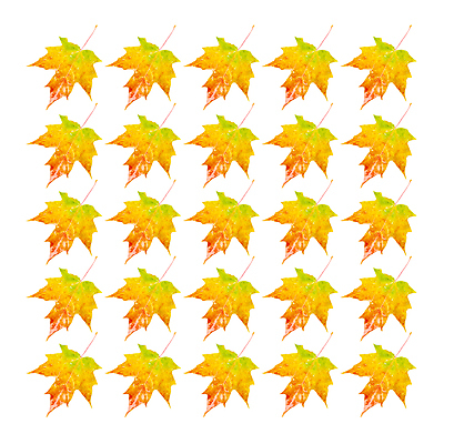 포토 JPG 해외이미지 계절 클리핑패스 단풍 잎 패턴 오렌지 자연 사람없음 빨간색 그룹 오브젝트 고립 똑같은 복제 많음 해외포토 식물 컬러 컨셉 무늬 과일 생태계 파일형식 이미지허브