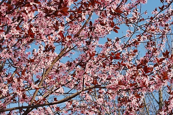 포토 JPG 해외이미지 나무 식물 공원 꽃 분홍색 백그라운드 자연 하늘 날씨 새로움 사람없음 야외 빨간색 파란색 컬러풀 정원 맑음 봄 기쁨 성장 벚꽃 흰색 나뭇가지 신선 개화 닫기 작음 묘사 만족 덩어리 많음 해외포토 계절 공공시설 감정 컬러 컨셉 모션 크기 생태계 파일형식 이미지허브