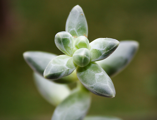 포토 JPG 해외이미지 식물 잎 선인장 따뜻함 사람없음 초록색 빛 태양 정원 맑음 사막 오픈 뜨거움 그룹 닫기 큼 배열 구성 해외포토 자연요소 컬러 모션 날씨 크기 파일형식 이미지허브