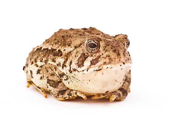 포토 JPG 해외이미지 동물 응시 야생동물 개구리 양서류 사람없음 반려동물 흰색 관찰 고립 해외포토 시선 컬러 모션 파일형식 이미지허브