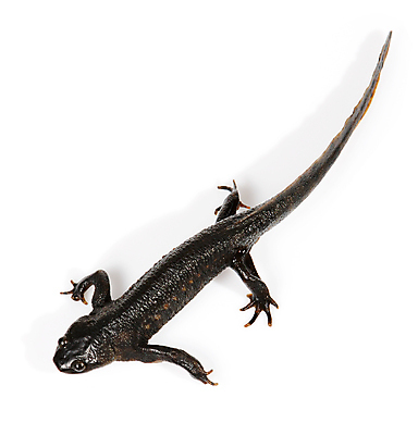 포토 JPG 해외이미지 동물 야생동물 백그라운드 파충류 자연 생물 양서류 사람없음 검은색 흰색 용 작음 꼬리 도마뱀 내추럴 고립 해외포토 컬러 크기 생태계 파일형식 이미지허브