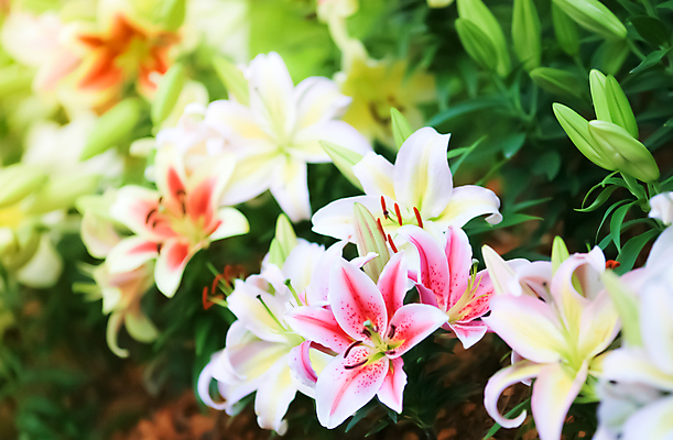 포토 JPG 해외이미지 식물 디자인 꽃잎 꽃 분홍색 백그라운드 꽃무늬 자연 선물 사람없음 가로 컬러풀 뷰티 노란색 우주 낭만 수확 벚꽃 흰색 꽃술 신선 오픈 백합 순수 복고 향기 냄새 엽서 아로마 부드러움 강렬 꽃수술 영원 특별함 해외포토 컬러 컨셉 무늬 농업 감각 편지 생태계 파일형식 이미지허브