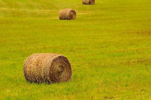 포토 JPG 해외이미지 식물 계절 산업 컨셉 밭 농업 재료 자연 건조 사람없음 야외 초록색 농작물 농장 농경지 노란색 쌓기 수확 시골 신선 원형 황금 볏짚 먹이 낟알 땅 자르기 밀 묘사 질감 롤 뭉치 밀짚 고립 밭일 해외포토 도형 컬러 모션 곡류 짚 생태계 파일형식 이미지허브