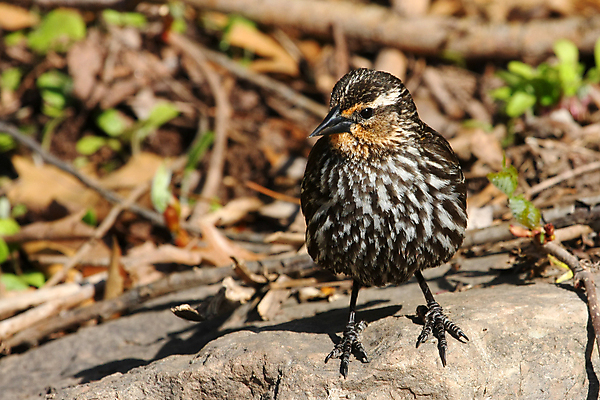 포토 JPG 해외이미지 나무 동물 공원 여자 남자 야생동물 날개 오렌지 자연 조류 앉기 사람없음 야외 빨간색 초록색 여름 파란색 컬러풀 노란색 보라색 검은색 봄 나뭇가지 습지 숲 작음 무서움 깃털 꼬리 부리 계산서 고립 뒤뜰 해외포토 식물 계절 공공시설 감정 컬러 과일 모션 사람 크기 생태계 파일형식 이미지허브
