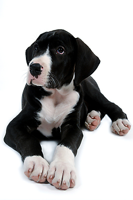 포토 JPG 해외이미지 동물 응시 얼굴 새끼 백그라운드 휴식 사람없음 반려동물 귀여움 검은색 흰색 표현 점 개 달콤 강아지 큼 동료 부드러움 고립 기르기 동반자 천진난만 충실 해외포토 시선 컬러 컨셉 포유류 관계 신체부위 감각 맛 크기 돌봄 파일형식 이미지허브