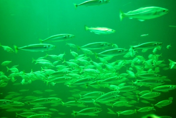 포토 JPG 해외이미지 동물 라이프스타일 행복 바다 가족 자연 휴가 노르웨이 어류 사람없음 초록색 물 수영 보호 북극 쇼 수족관 방문 스칸디나비아 생존 해외포토 자연요소 감정 유럽 컬러 컨셉 관계 생활 수중동물 수상스포츠 극지방 생태계 파일형식 이미지허브