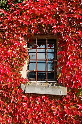 포토 JPG 해외이미지 식물 전통 계절 꽃 벽 백그라운드 잎 패턴 건축양식 창문 자연 유리 추상 주택 프레임 사람없음 야외 건물 장식 빨간색 세로 초록색 뷰티 수확 가을 묘사 질감 옛날 해외포토 건축물 건축 컬러 무늬 농업 재질 생태계 파일형식 이미지허브