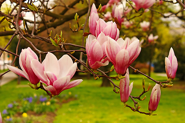 포토 JPG 해외이미지 주간 분홍색 사람없음 야외 아웃포커스 봄 목련 해외포토 자연요소 계절 꽃 컬러 촬영기법 파일형식 이미지허브