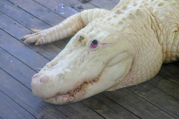 포토 JPG 해외이미지 동물 야생동물 파충류 자연 동물원 미소 사람없음 목재 흰색 치아 위험 육식동물 악어 플로리다 해외포토 나무 컬러 컨셉 재료 표정 미국 소화기관 생태계 파일형식 이미지허브