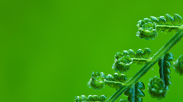 포토 JPG 해외이미지 식물 계절 줄기 백그라운드 잎 밭 자연 날씨 추상 풍경 잔디 초원 사람없음 야외 초록색 여름 컬러풀 햇빛 평화 환경 정원 화목 침묵 봄 활발 성장 전원 신선 소프트포커스 허브 순수 생물학 내추럴 광합성 생태학 카피스페이스 해외포토 교육 컬러 컨셉 무늬 농업 촬영기법 태양 소리 공백 전기에너지 생태계 파일형식 이미지허브